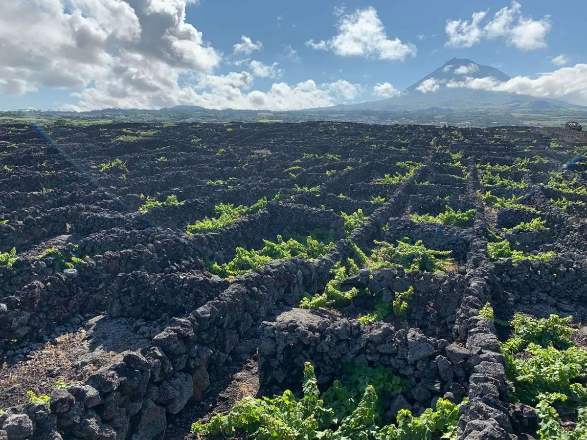 Adega do Vulcão Açores Terroir Vulcanico